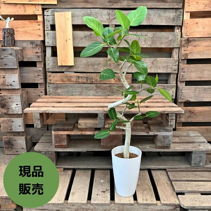 観葉植物現品販売