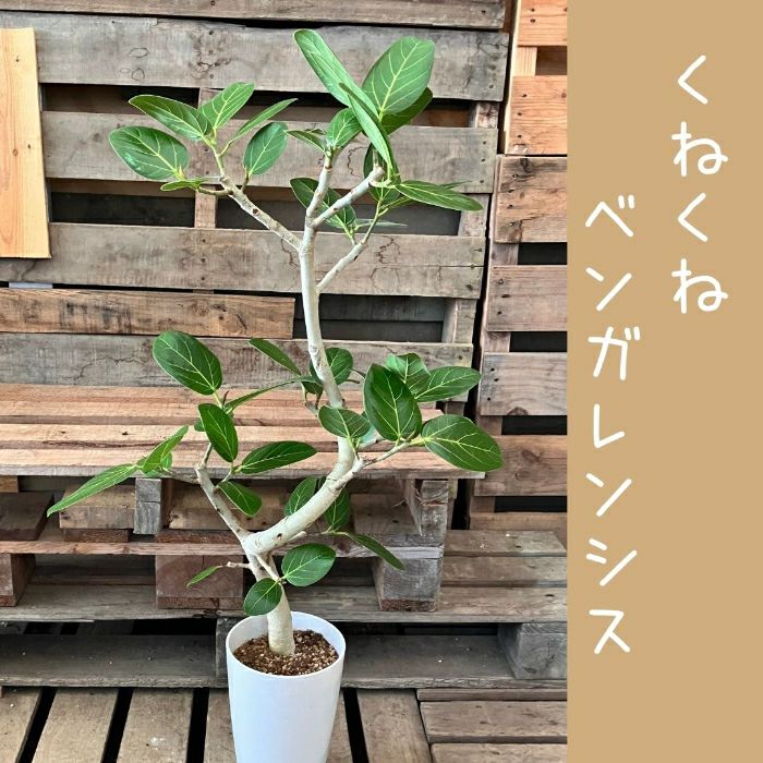 観葉植物現品販売