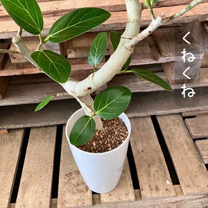 観葉植物現品販売