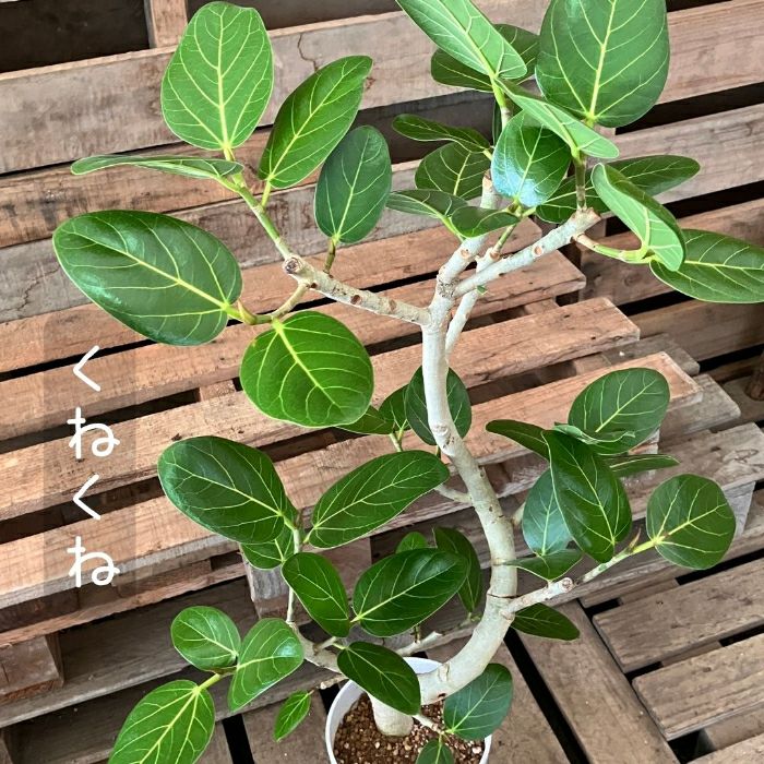 観葉植物現品販売