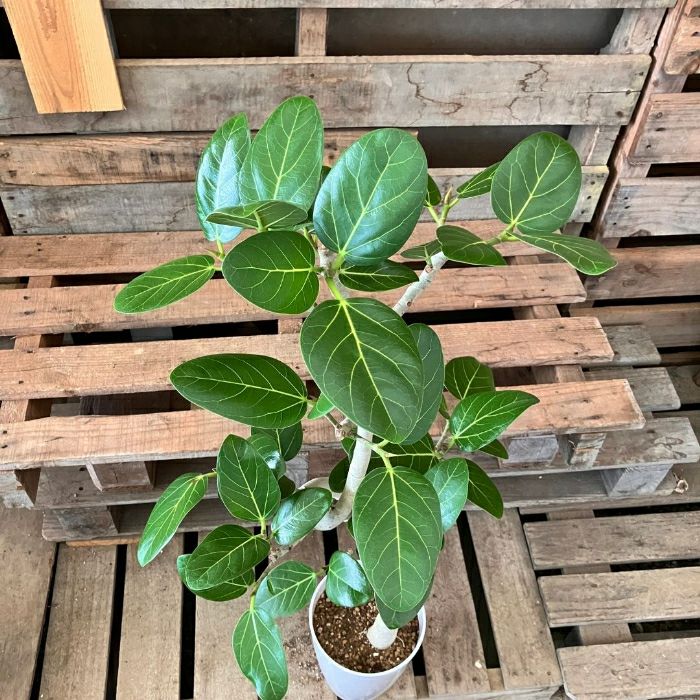 観葉植物現品販売