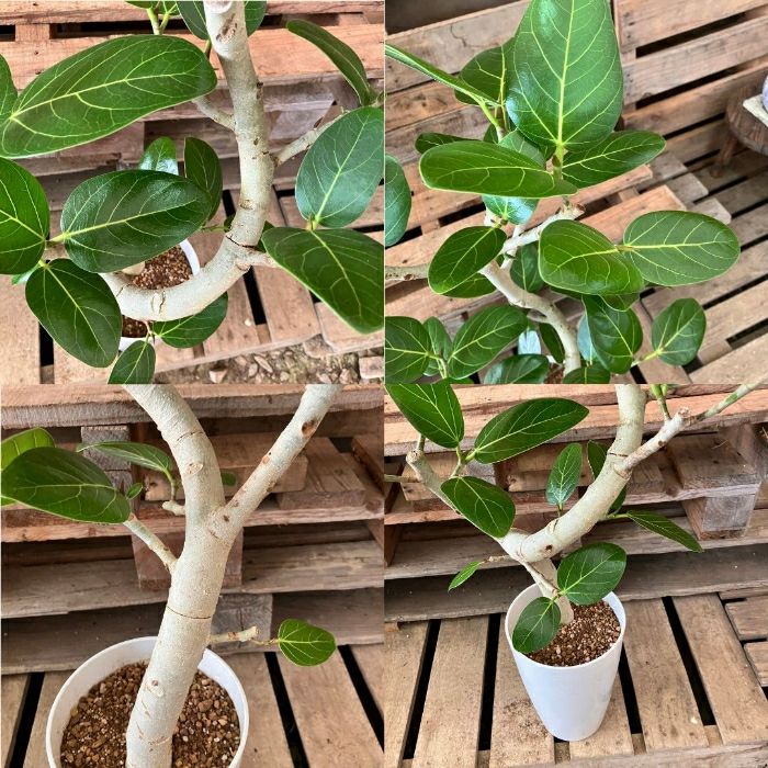 観葉植物現品販売