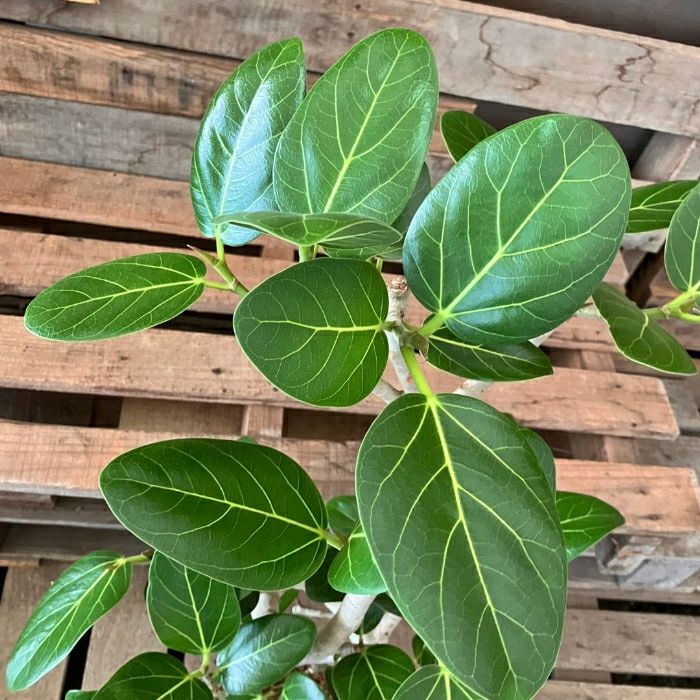 観葉植物現品販売