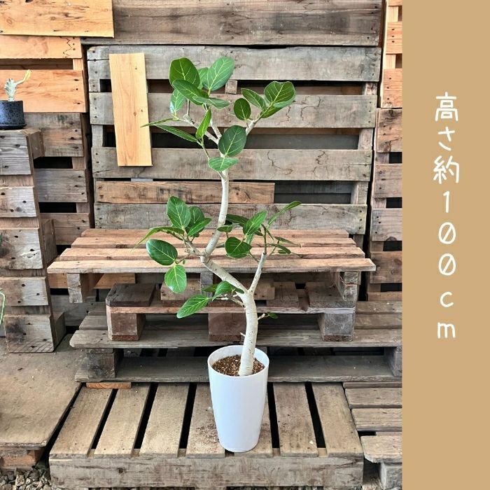 観葉植物現品販売