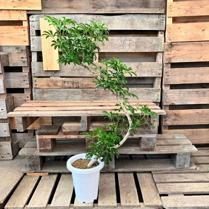 観葉植物現品販売