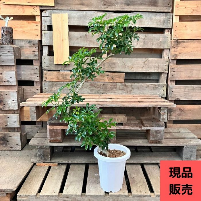 観葉植物現品販売