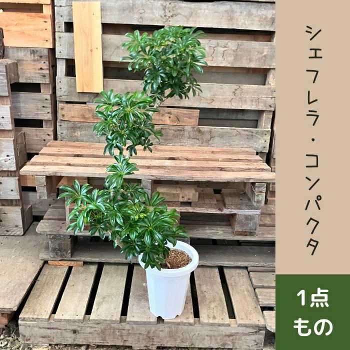 観葉植物現品販売