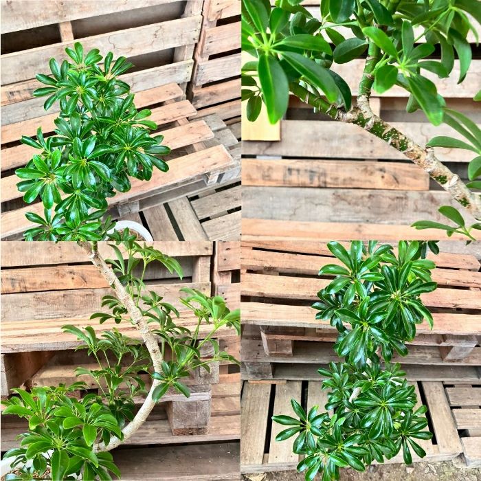 観葉植物現品販売