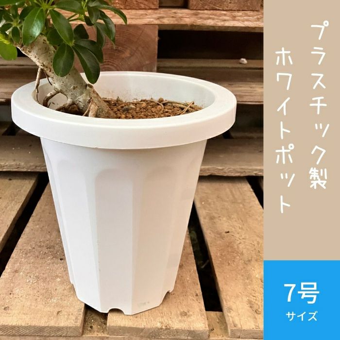 観葉植物現品販売