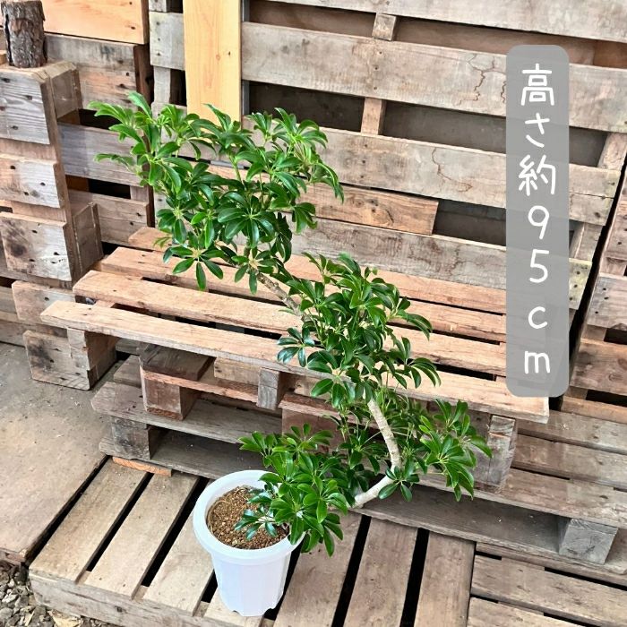 観葉植物現品販売