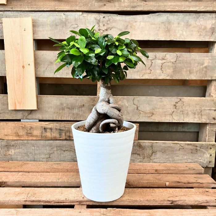 観葉植物現品販売