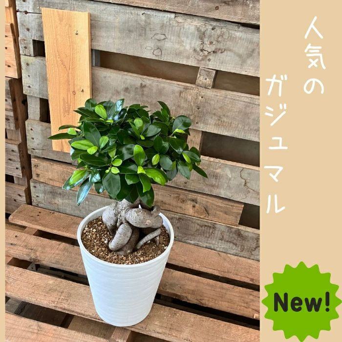 観葉植物現品販売
