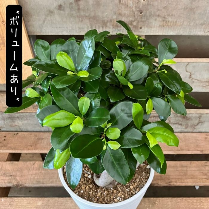 観葉植物現品販売