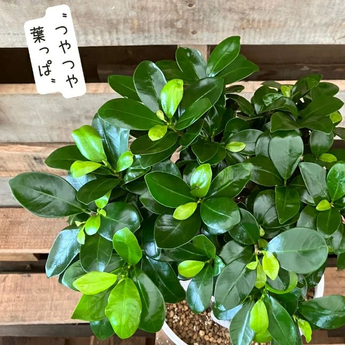 観葉植物現品販売