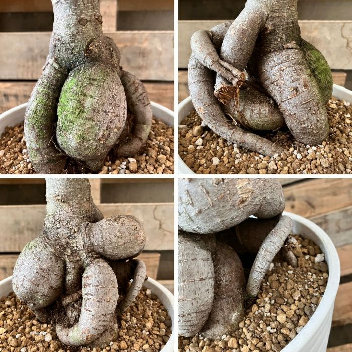 観葉植物現品販売