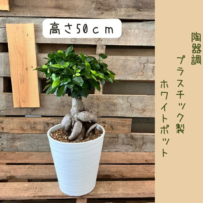 観葉植物現品販売