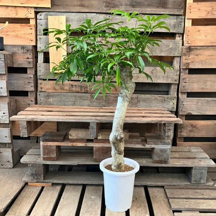 観葉植物現品販売