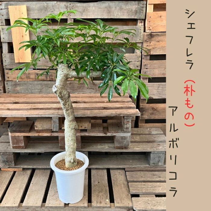 観葉植物現品販売