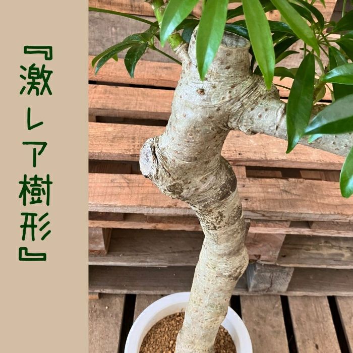観葉植物現品販売