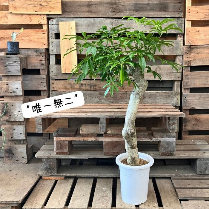 観葉植物現品販売