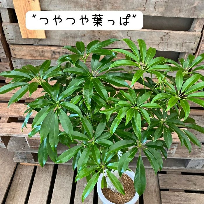 観葉植物現品販売