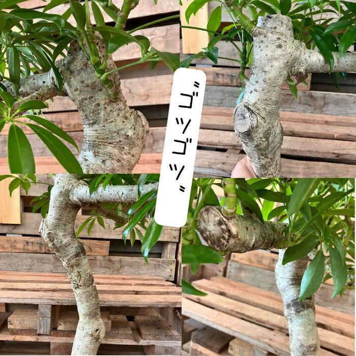 観葉植物現品販売