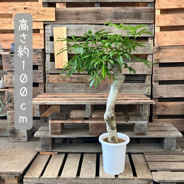 観葉植物現品販売