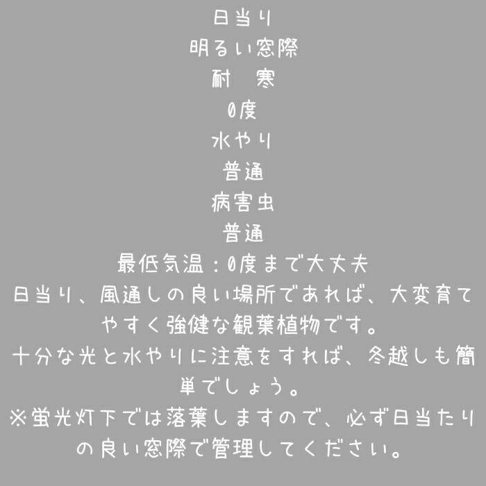 観葉植物現品販売