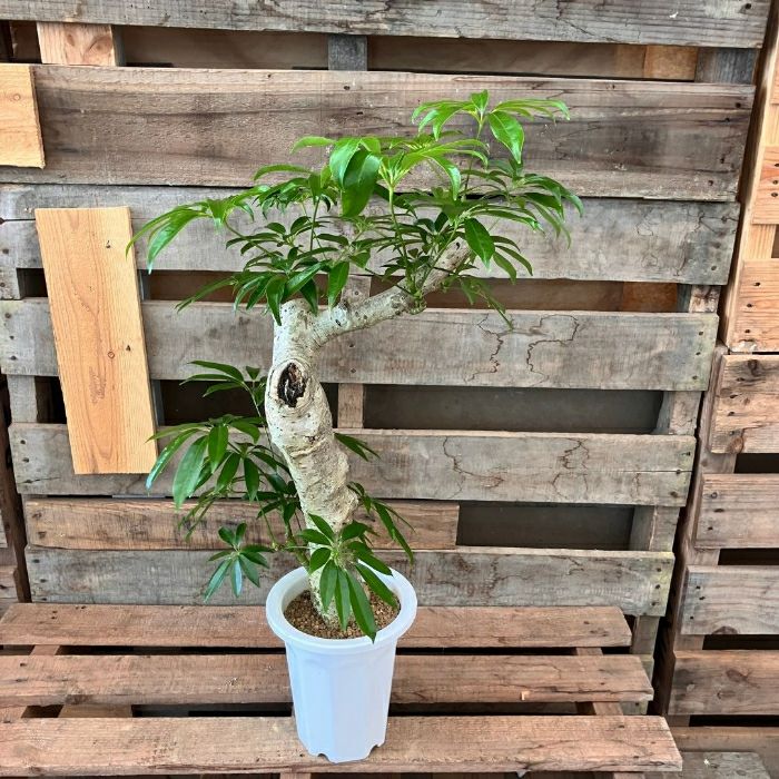 観葉植物現品販売