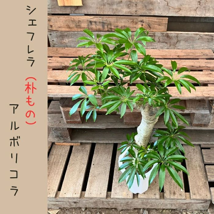 観葉植物現品販売