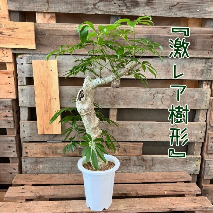観葉植物現品販売