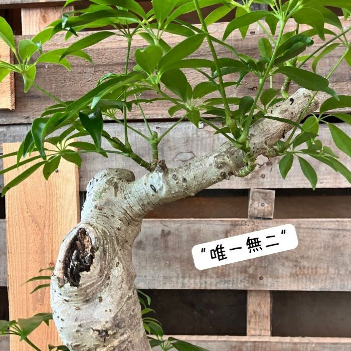 観葉植物現品販売