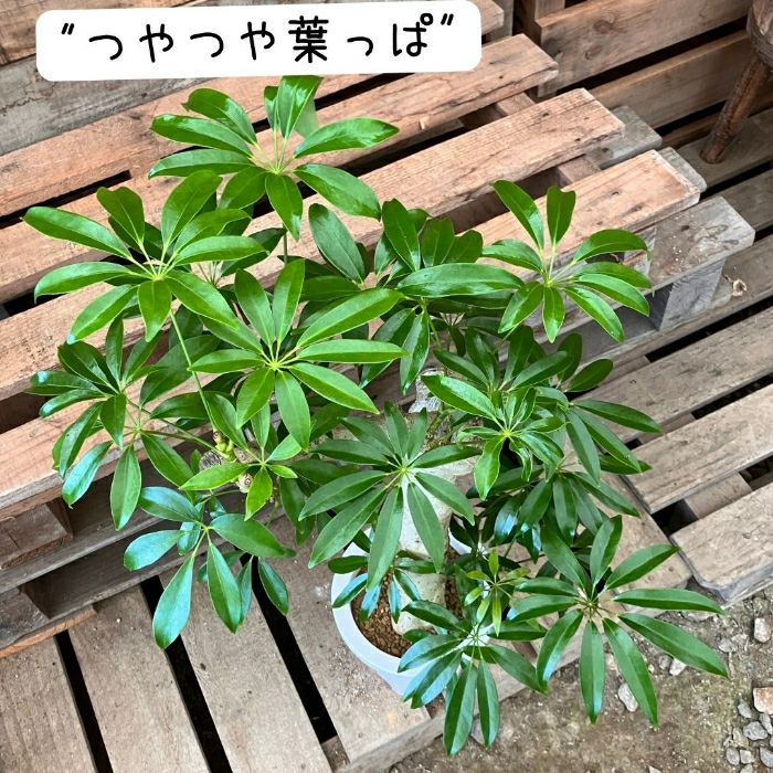 観葉植物現品販売