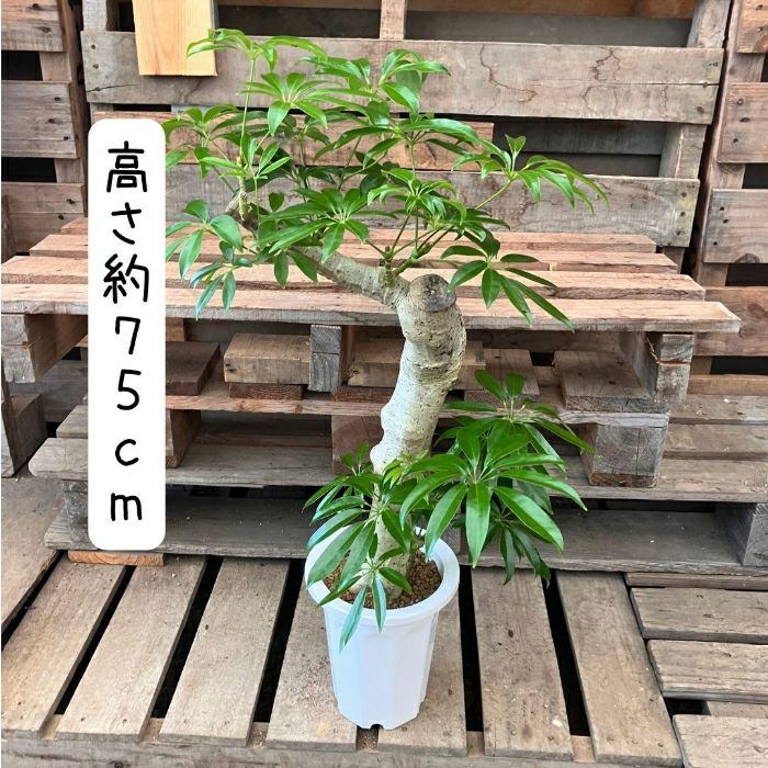 観葉植物現品販売