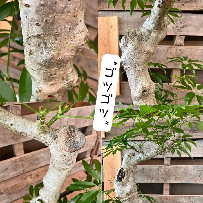 観葉植物現品販売