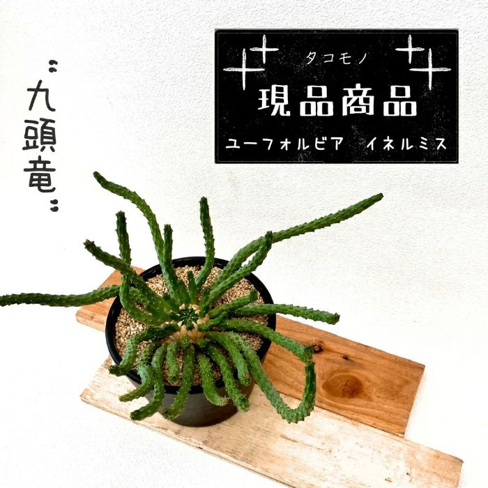 観葉植物現品販売