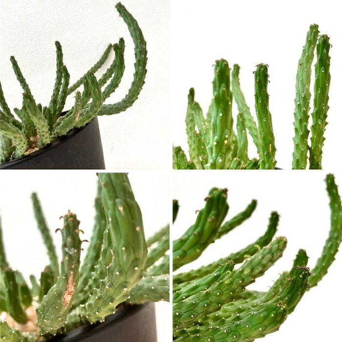 観葉植物現品販売