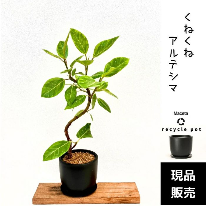 観葉植物現品販売