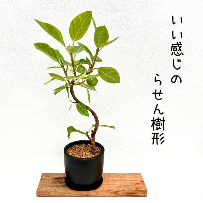 観葉植物現品販売