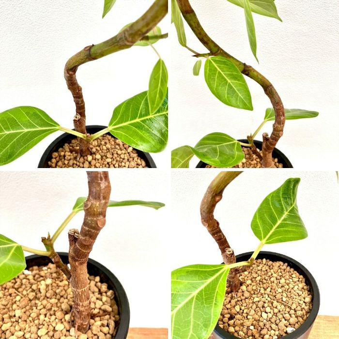 観葉植物現品販売