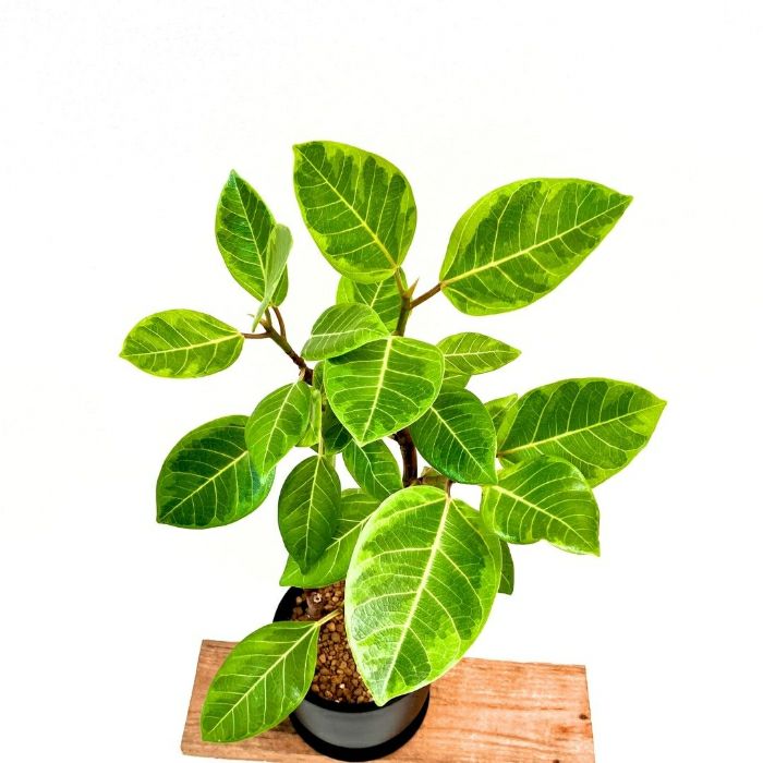 観葉植物現品販売