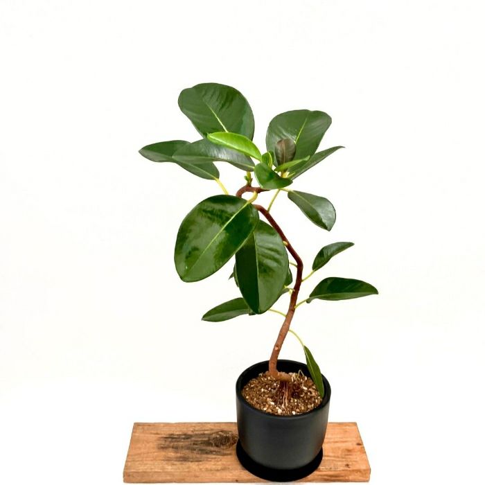 観葉植物現品販売