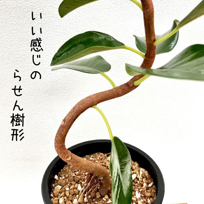 観葉植物現品販売