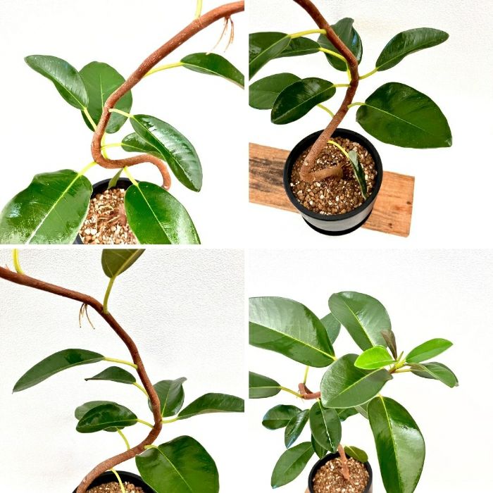 観葉植物現品販売