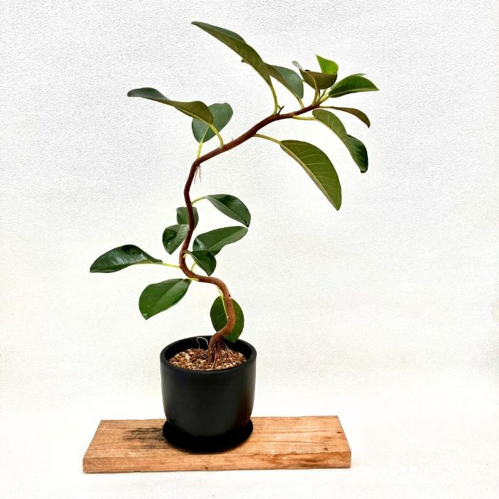 観葉植物現品販売