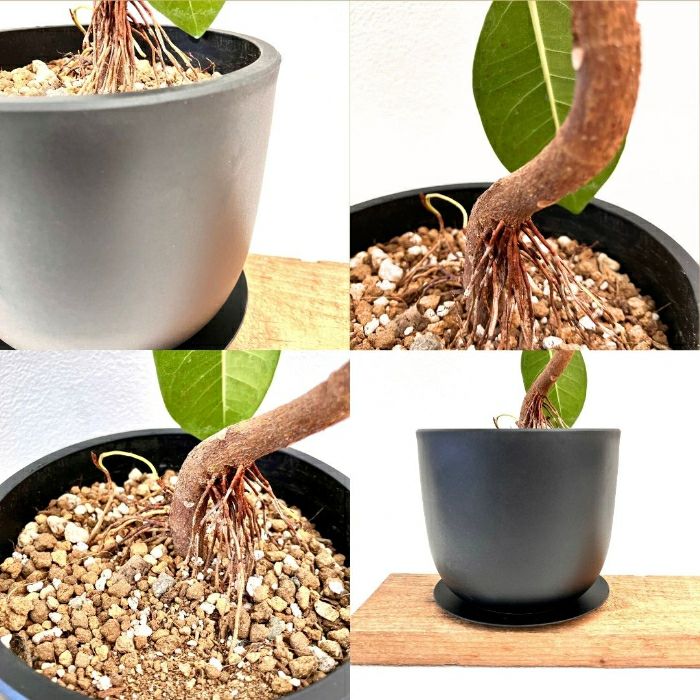 観葉植物現品販売