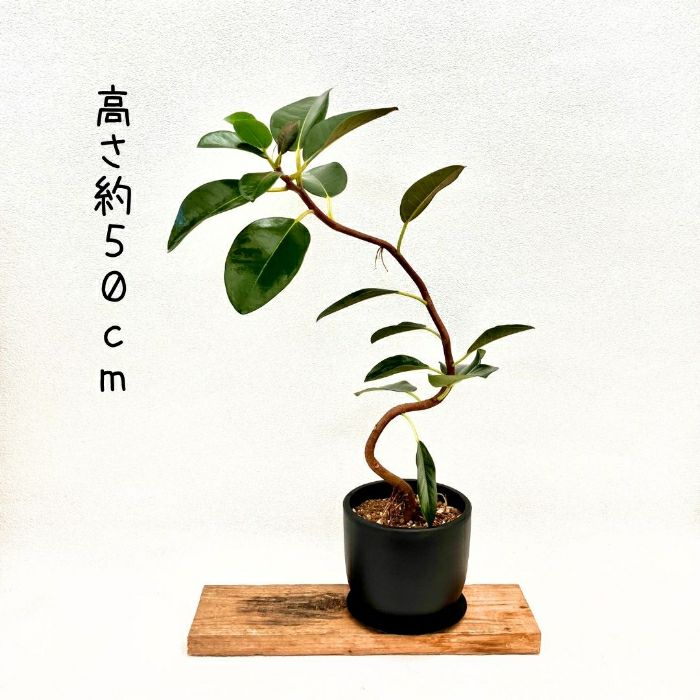 観葉植物現品販売