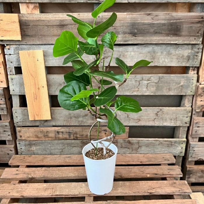 観葉植物現品販売