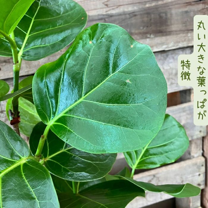 観葉植物現品販売
