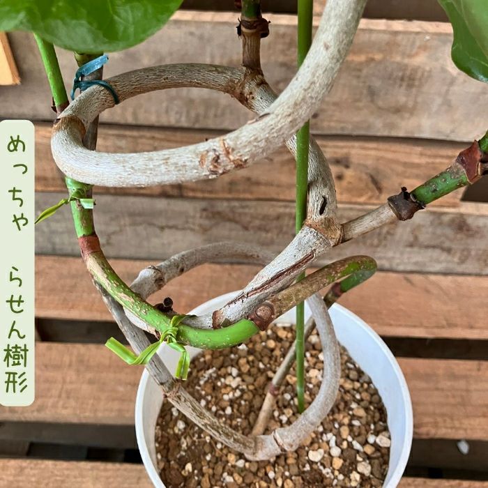 観葉植物現品販売